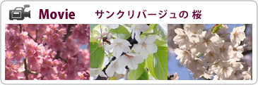 サンクリバージュの桜